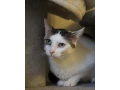 bojazlive-mojkadlo-oliver-hlada-domov-small-3