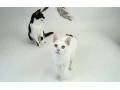 drobna-macicka-elsa-tuzi-po-domove-small-3
