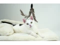 drobna-macicka-elsa-tuzi-po-domove-small-0