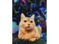 kamosi-odin-a-loki-hladaju-domov-small-3
