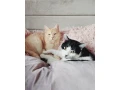 kamosi-odin-a-loki-hladaju-domov-small-0