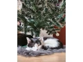 kamosi-odin-a-loki-hladaju-domov-small-4