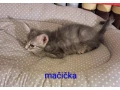 darujem-macicku-a-kocurikovia-small-3