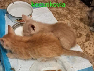 darujem-macicku-a-kocurikovia