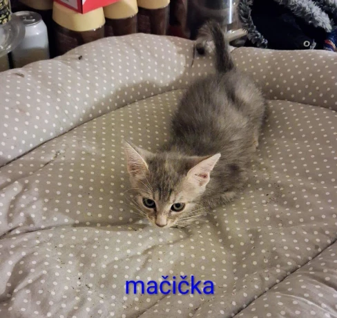 darujem-macicku-a-kocurikovia-big-4