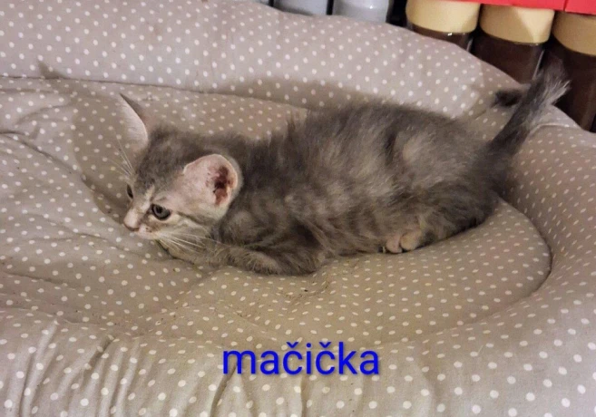 darujem-macicku-a-kocurikovia-big-3