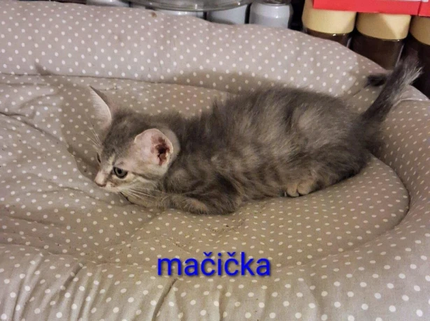 darujem-macicku-a-kocurikovia-big-2