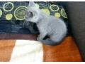 britske-maciatka-small-0