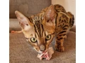 bengalsky-kocurik-small-2