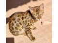 bengalsky-kocurik-small-0