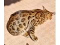bengalsky-kocurik-small-3