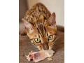 bengalsky-kocurik-small-1