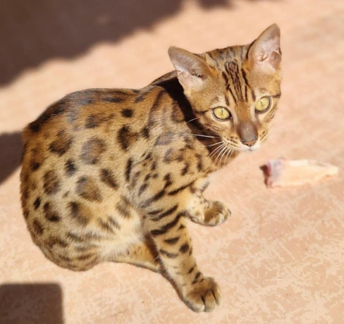 bengalsky-kocurik-big-0