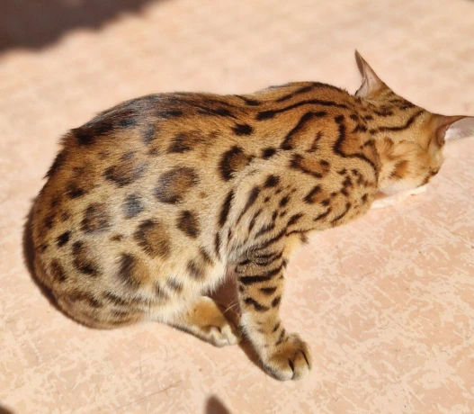 bengalsky-kocurik-big-3