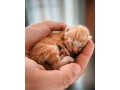maciatka-small-0