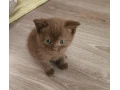 polobritske-macicky-small-2