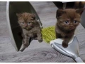 polobritske-macicky-small-1