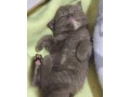 polobritske-macicky-small-3