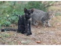 4-mes-pubertiaci-small-0