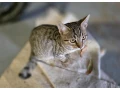 4-mes-pubertiaci-small-1