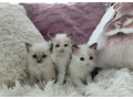 krasne-maciatka-ragdoll-small-0