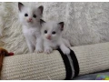krasne-maciatka-ragdoll-small-3