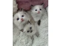 krasne-maciatka-ragdoll-small-1