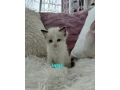 krasne-maciatka-ragdoll-small-4