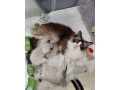 krasne-maciatka-ragdoll-small-2