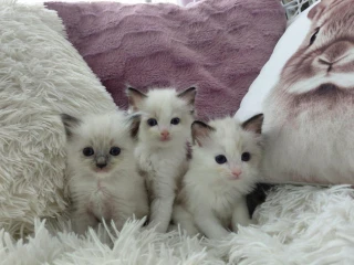 krasne-maciatka-ragdoll
