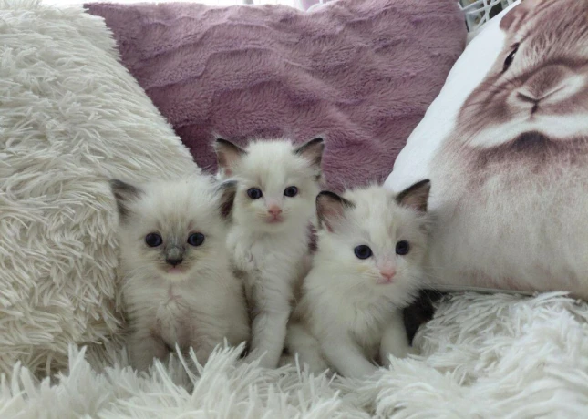 krasne-maciatka-ragdoll-big-0