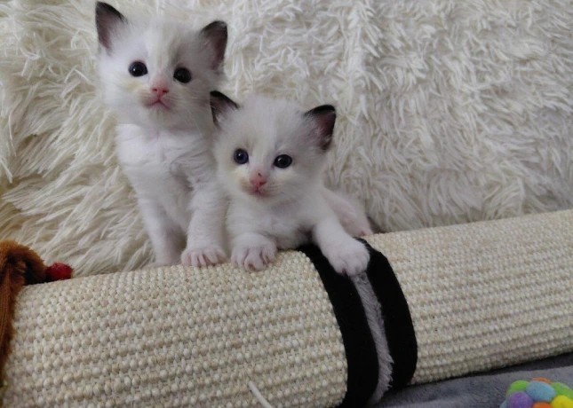 krasne-maciatka-ragdoll-big-3