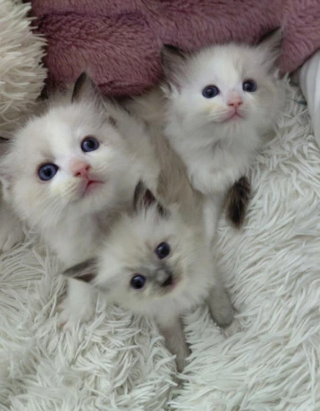 krasne-maciatka-ragdoll-big-1