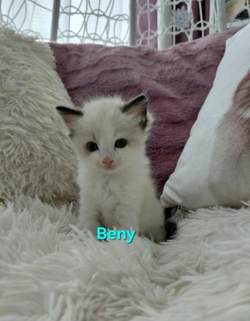 krasne-maciatka-ragdoll-big-4