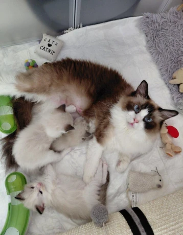 krasne-maciatka-ragdoll-big-2