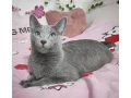 ruska-modra-small-0