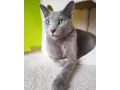 ruska-modra-small-2