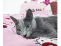 ruska-modra-small-3