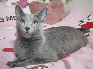 ruska-modra