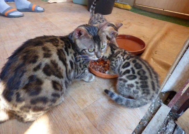ponukam-k-odberu-bengalske-maciatka-big-2