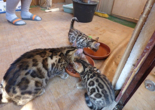 ponukam-k-odberu-bengalske-maciatka-big-1