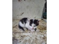maciatka-small-1