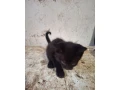 maciatka-small-0