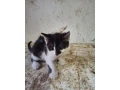 maciatka-small-2