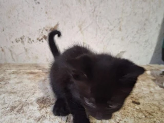 maciatka