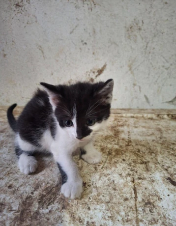 maciatka-big-2