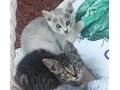tigrovane-maciatko-small-0