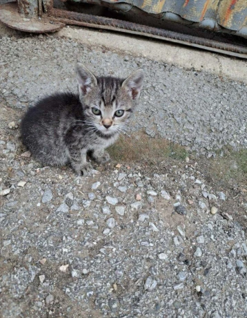 darujem-maciatka-big-3