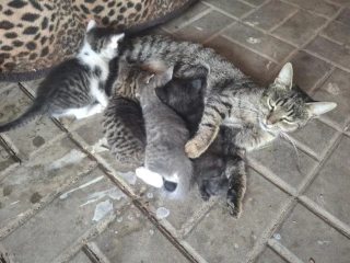 maciatka