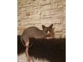 sphynx-kocurik-krytie-small-0